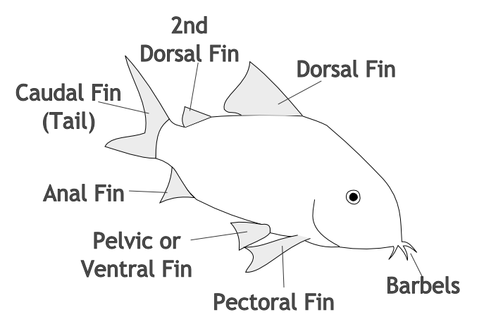 anatomy diagram of a corydoras